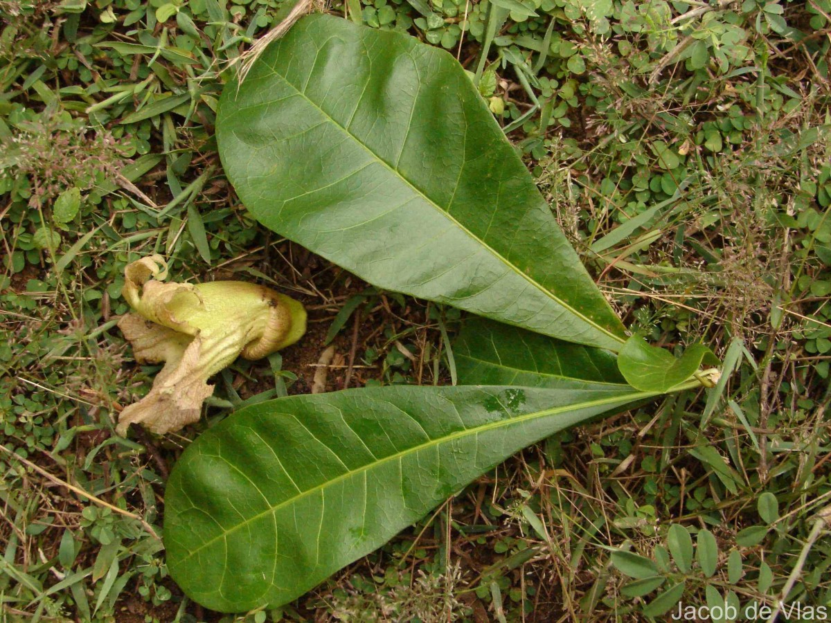 Crescentia cujete L.